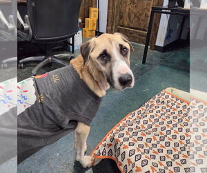 Anatolian Shepherd-Unknown Mix Dogs for adoption in Chico, CA, USA