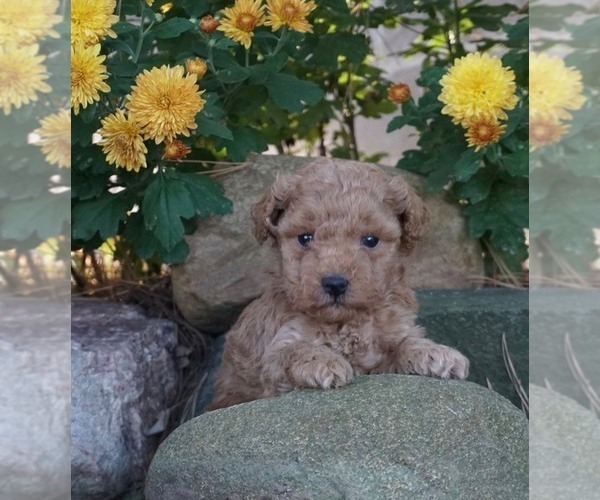 Medium Photo #1 Poodle (Toy) Puppy For Sale in NAPPANEE, IN, USA