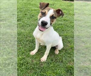 Mutt Dogs for adoption in Conroe, TX, USA