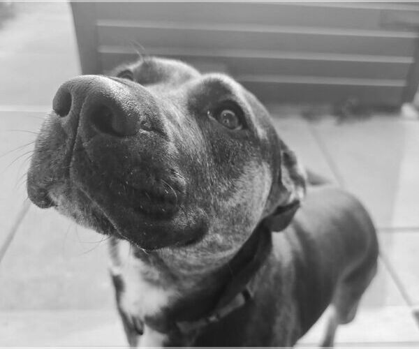 Medium Photo #6 Mutt Puppy For Sale in Mount Laurel, NJ, USA