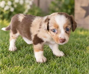 Medium Aussiedox