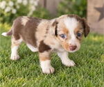 Puppy Puppy 9 Aussiedox