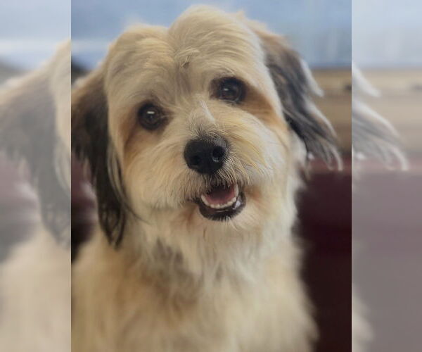 Medium Photo #2 Lhasa Apso-Poodle (Standard) Mix Puppy For Sale in Dana Point, CA, USA