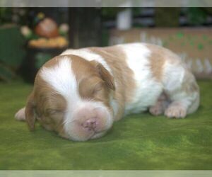 Cavachon Puppy for sale in HUTCHINSON, KS, USA