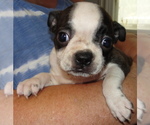 Image preview for Ad Listing. Nickname: Litter of 6