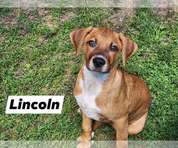 Medium Photo #3 Black Mouth Cur-Unknown Mix Puppy For Sale in Marine City, MI, USA