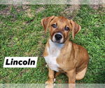 Small #2 Black Mouth Cur Mix