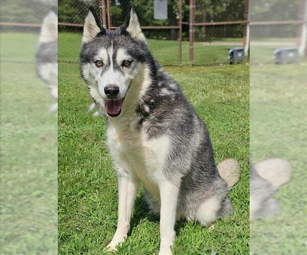 Medium Photo #1 Huskies -Labrador Retriever Mix Puppy For Sale in Grovetown, GA, USA