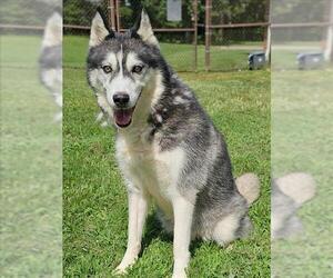 Medium Huskies -Labrador Retriever Mix