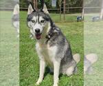 Small Huskies -Labrador Retriever Mix