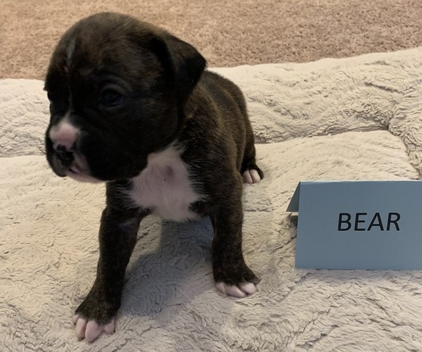 Medium Photo #1 Boxer Puppy For Sale in WEST POINT, UT, USA