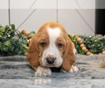 Small Photo #19 Basset Hound Puppy For Sale in FRESNO, OH, USA