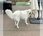 Small #5 Great Pyrenees