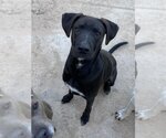 Small #1 Labrador Retriever Mix