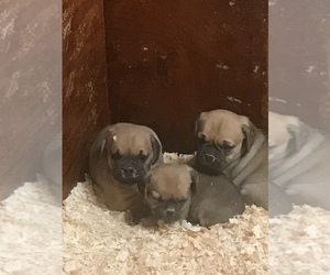 Puggle Puppy for sale in EASTON, MA, USA