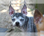 Small #1 Chihuahua