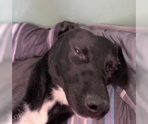 American Pit Bull Terrier-Unknown Mix Dogs for adoption in Frankenmuth, MI, USA