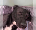 Small American Pit Bull Terrier Mix