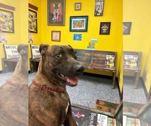 Labrador Retriever-Unknown Mix Dogs for adoption in Farmerville, LA, USA