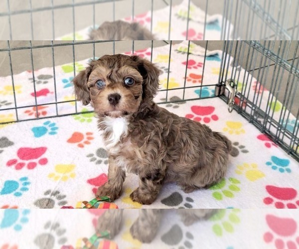 Medium Photo #7 Poovanese Puppy For Sale in ORO VALLEY, AZ, USA