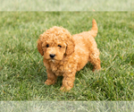Small #2 Cock-A-Poo-Goldendoodle Mix