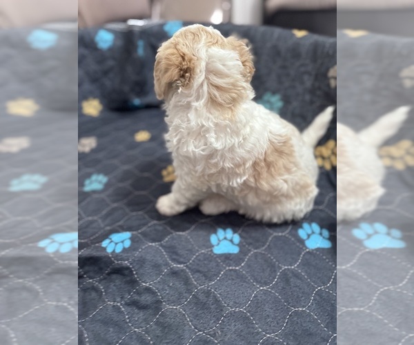 Medium Photo #4 Poodle (Miniature)-Unknown Mix Puppy For Sale in CEDARTOWN, GA, USA