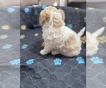 Small #3 Poodle (Miniature) Mix
