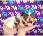 Small Photo #1 Shih Tzu Puppy For Sale in WINNSBORO, LA, USA