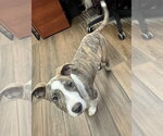 Small Photo #2 Mutt Puppy For Sale in Hilton Head, SC, USA