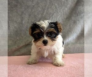 Yorkshire Terrier Puppy for sale in FREDONIA, PA, USA