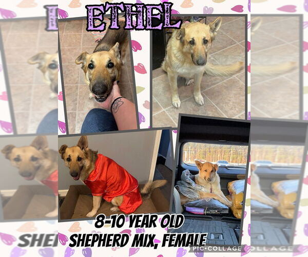 Medium Photo #2 German Shepherd Dog-Unknown Mix Puppy For Sale in Jacksonville, NC, USA
