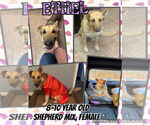 Small #1 German Shepherd Dog Mix