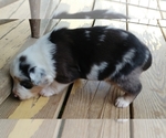 Small Photo #3 Australian Shepherd Puppy For Sale in ALLEN JAY, NC, USA
