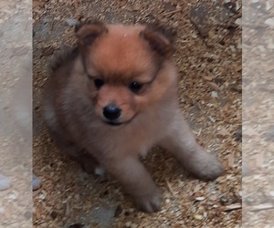 Pomeranian Puppy for sale in SPOTSYLVANIA, VA, USA