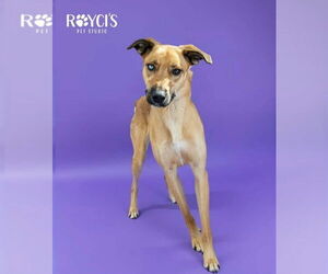 Mutt Dogs for adoption in Sandy, UT, USA