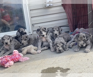 Great Dane Puppy for sale in PASCO, WA, USA