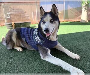 Siberian Husky Dogs for adoption in Chula Vista, CA, USA