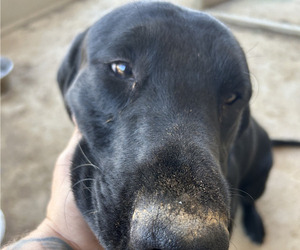 Labrador Retriever Dog for Adoption in MARYVILLE, Tennessee USA