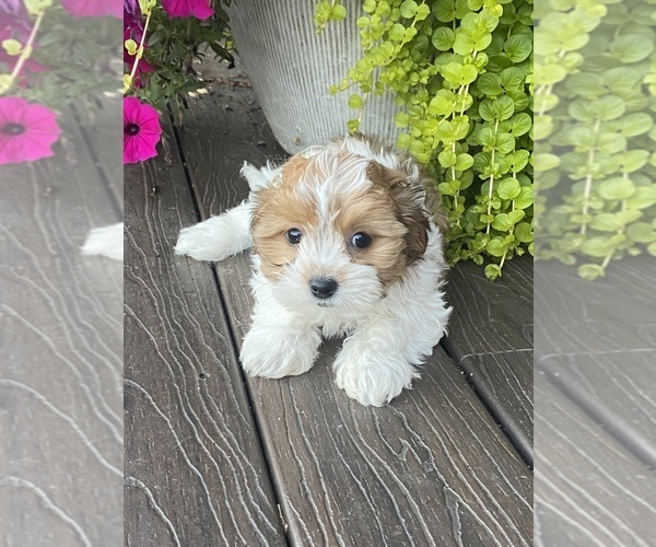 Medium Photo #3 Havanese Puppy For Sale in CANOGA, NY, USA