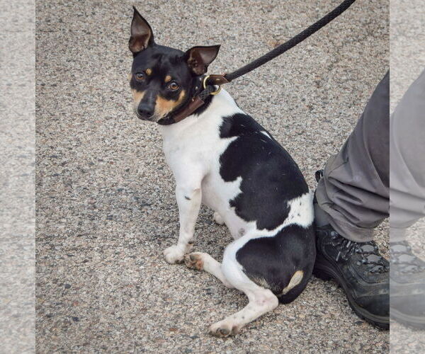 Medium Photo #4 Jack Chi Puppy For Sale in Huntley, IL, USA