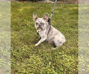 Mother of the French Bulldog puppies born on 06/14/2025