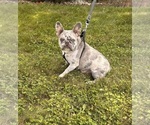 Small Photo #1 French Bulldog Puppy For Sale in MIDDLEBURY, IN, USA