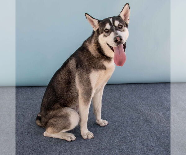 Medium Photo #2 Siberian Husky Puppy For Sale in Pasadena, CA, USA