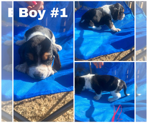 Basset Hound Puppy for sale in OKARCHE, OK, USA