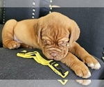 Small Photo #3 Dogue de Bordeaux Puppy For Sale in RIALTO, CA, USA