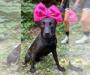 Mutt Dogs for adoption in Clarkesville, GA, USA