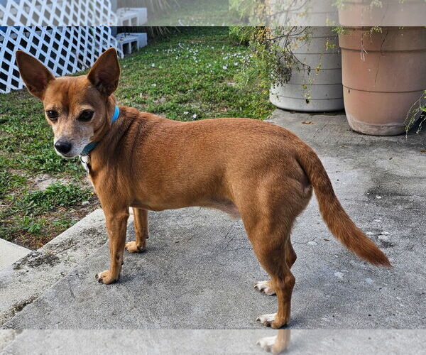 Medium Photo #4 Chihuahua-Unknown Mix Puppy For Sale in Royal Palm Beach, FL, USA
