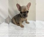 Small #4 French Bulldog