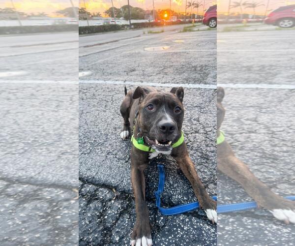 Medium Photo #8 Mutt Puppy For Sale in Pompano Beach , FL, USA