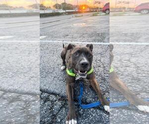 Ollie - Male Mutt Dog for Adoption - Photo #8